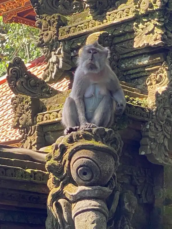 Sacred Monkey Forest Sanctuary Ubud Bali - tropical rainforest sanctuary with hundreds of playful monkeys, ancient temples surrounded by nature, cultural and wildlife attraction in Ubud, must-visit Ubud destination, Bali private tour to Monkey Forest, explore nature and Balinese heritage